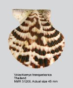 Volachlamys tranquebarica